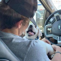 Labrador Retriever Puppies from Texas Finest English Labradors