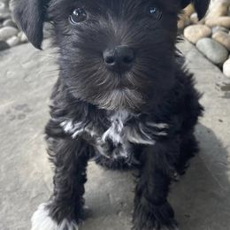 Miniature Schnauzers from Tiffin St. Miniature Schnauzers