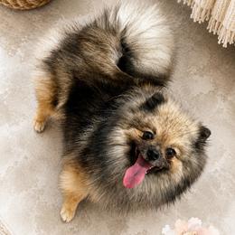 Rajah - Pomeranian
