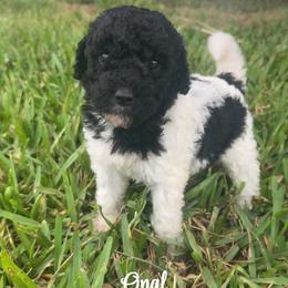 Opal - Parti female Poodle puppy in Fort Lauderdale, Florida from SoFlo Standard Poodles