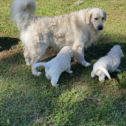 Golden Retriever Puppies from MC Goldens
