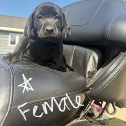 White Collar - Black female Labrador Retriever puppy in Davison, Michigan from Lucas's Pointing Labrador Retrievers