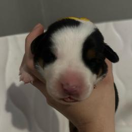 Yellow Girl - Black, white and red female Greater Swiss Mountain Dog puppy in Lower Burrell, Pennsylvania from Polyanna’s GSMD