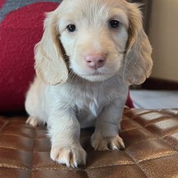 Dachshund Puppies from Loveland Doxies
