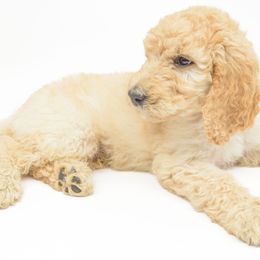 Poodle Puppies from DoodleHaven