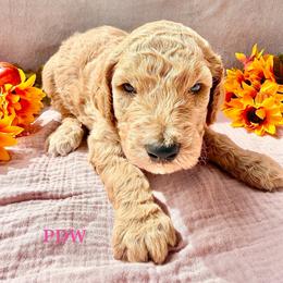 Pink Collar Female - Apricot female Goldendoodle puppy in Conway, South Carolina from Poodle Doodle World