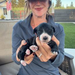 Ramah - Black and white female Bernedoodle puppy in Yuba City, California from Ranch House Doodles