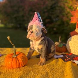 Anne - Blue tri-color female Bulldog puppy in Hopkins, Missouri from Mowry Creek Mini Aussiedoodles and More