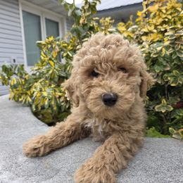 Wade - Cream male Poodle puppy in Blackfoot, Idaho from Draper Mountain Doodles