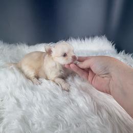 Mario - Cream and white male Chihuahua puppy in Simpsonville, South Carolina from N&T's Chihuahuas