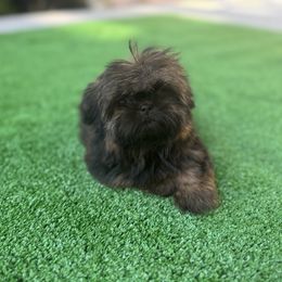 Teddy - Sable male Shih Tzu puppy in Tehachapi, California from Shih Tzu Crue