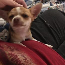 Chihuahua Puppies from B&D Chihuahuas