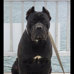 Oculus - Cane Corso