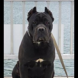 Oculus - Cane Corso