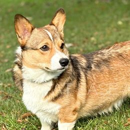 Penny - Pembroke Welsh Corgi