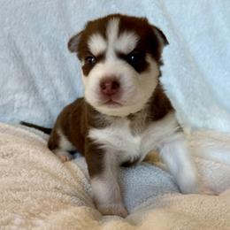 Beau (Green) - Red and white male Siberian Husky puppy in Ellijay, Georgia from Appalachian Siberians LLC