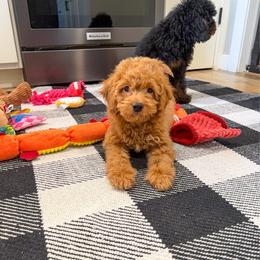 Karl - Red male Cockapoo puppy in Beresford, South Dakota from DAKOTA DOOD RANCH