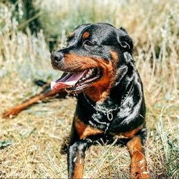 Rottweilers from Von Der Rogue Rottweilers
