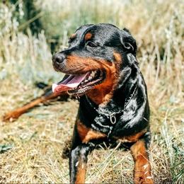 Rottweilers from Von Der Rogue Rottweilers