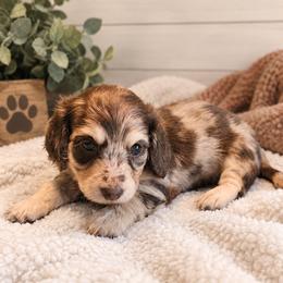 Daphne - Dapple female Dachshund puppy in Bakersfield, California from Pretty Dachshunds 661