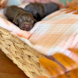 Copper - Chocolate male Goldendoodle puppy in Queen Creek, Arizona from Sunny Doodles
