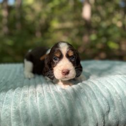 Cinnamon - Liver white and tan male English Springer Spaniel puppy in Comer, Georgia from Stratton Spaniels