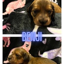 Benji - Red male Dachshund puppy in Saint Paul, Minnesota from Vibrant Eyes Doxies