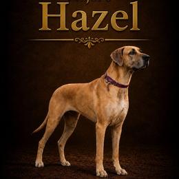 Hazel - Great Dane