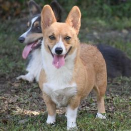 Moxie - Pembroke Welsh Corgi
