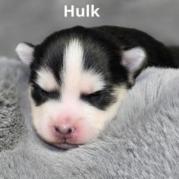 Hulk - Black and white male Pomsky puppy in Fredericksburg, Virginia from Purely Pomskies