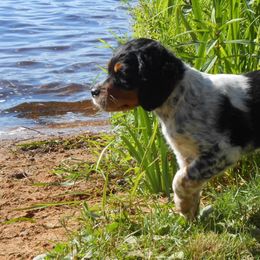 French Spaniel Puppies from Swift Family Farm LLC