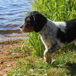 French Spaniel Puppies from Swift Family Farm LLC