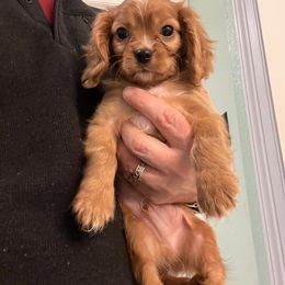 Cavalier King Charles Spaniel and Cavapoo Puppies from Texas Cavalier King Charles Spaniels Manard Enterprises