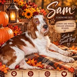 Sam - Lemon and white male English Springer Spaniel puppy in Cookeville, Tennessee from Krossroads Kennel