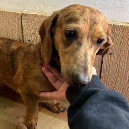 Schatzi - Dachshund
