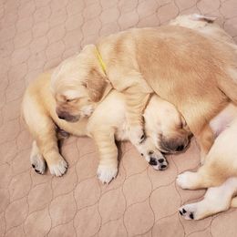 Golden Retriever Puppies from Sims Golden Retrievers