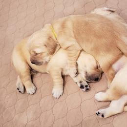 Golden Retriever Puppies from Sims Golden Retrievers