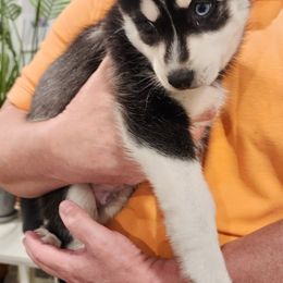 Pomsky Puppies from Way too cute Pomskies