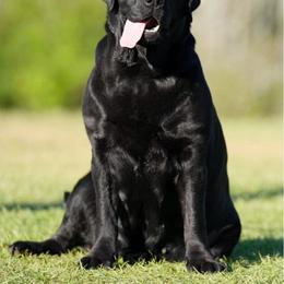 Callie - Labrador Retriever