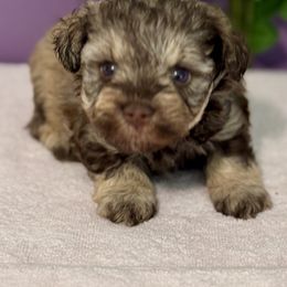 Delanie - Liver female Miniature Schnauzer puppy in Aurora, Missouri from Crazy 'Bout Schnauzers