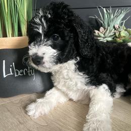 Liberty - Black and white female Aussiedoodle puppy in Eastland, Texas from H5 Mini Doodles