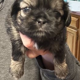 Loretta - Sable Shih Tzu puppy in North Carolina from PAWSitive Breeders of the Carolinas