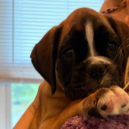 Boy 2 - Fawn male Boxer puppy in Lebanon, Ohio from Kennel From Tripillya