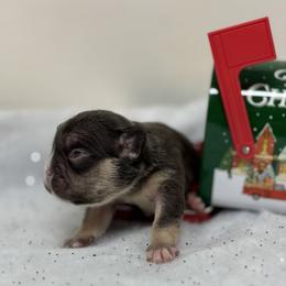Hera - Tricolors female French Bulldog puppy in Amarillo, Texas from Bomb City Bulldogs