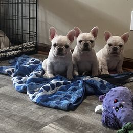 French Bulldog Puppies from The Midwest Frenchies