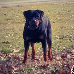 MOLL - Rottweiler