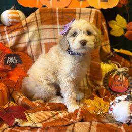 Caramel - purple collar - Caramel female Australian Labradoodle puppy in Caldwell, Idaho from Leila Pearson