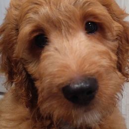 Spice - Apricot Goldendoodle puppy in Plantation, Florida from BAJAdoodles