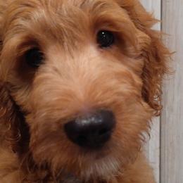 Spice - Apricot Goldendoodle puppy in Plantation, Florida from BAJAdoodles