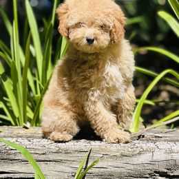 Assorted Doodle Crosses and Poodle Puppies from Denim and Diamond Doodles